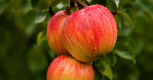 Honeycrisp